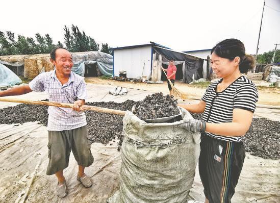 種植戶正在收集曬干的木耳，目前收購(gòu)價(jià)每斤在14元左右